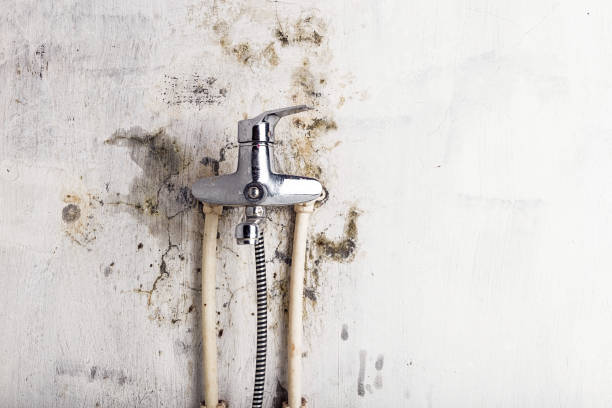 Mold Removal and Inspection in Conneaut, OH