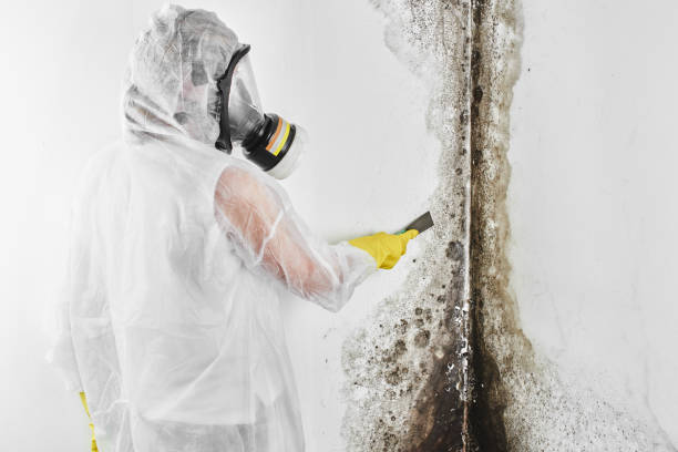 Best Attic Mold Removal  in Conneaut, OH
