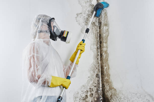 Best Crawl Space Mold Removal  in Conneaut, OH