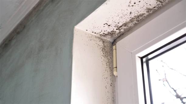 Mold Testing and Removal in Conneaut, OH