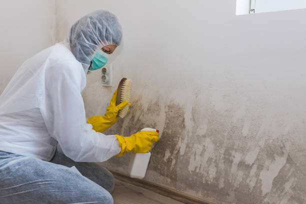 Best Residential Mold Removal  in Conneaut, OH