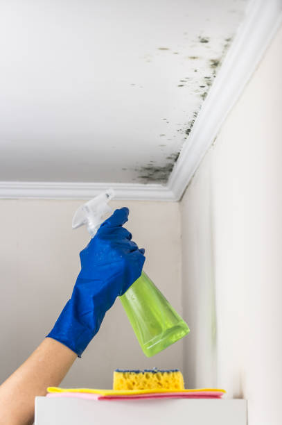 Best Home Mold Removal  in Conneaut, OH